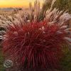 Miscanthus Lady in Red.jpg